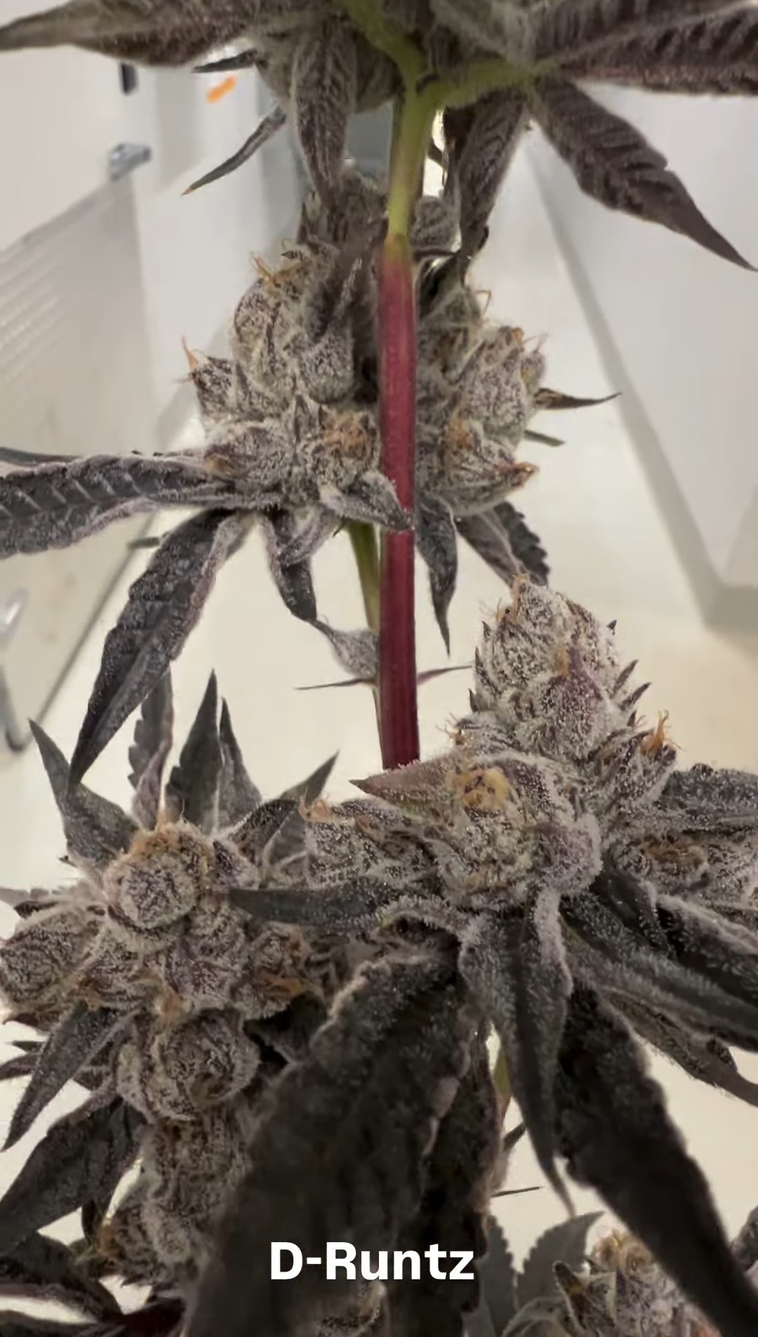 Dimond Rutz Diamond Runtz (Delta Diamonds x Runtz) - ABF Genetics
