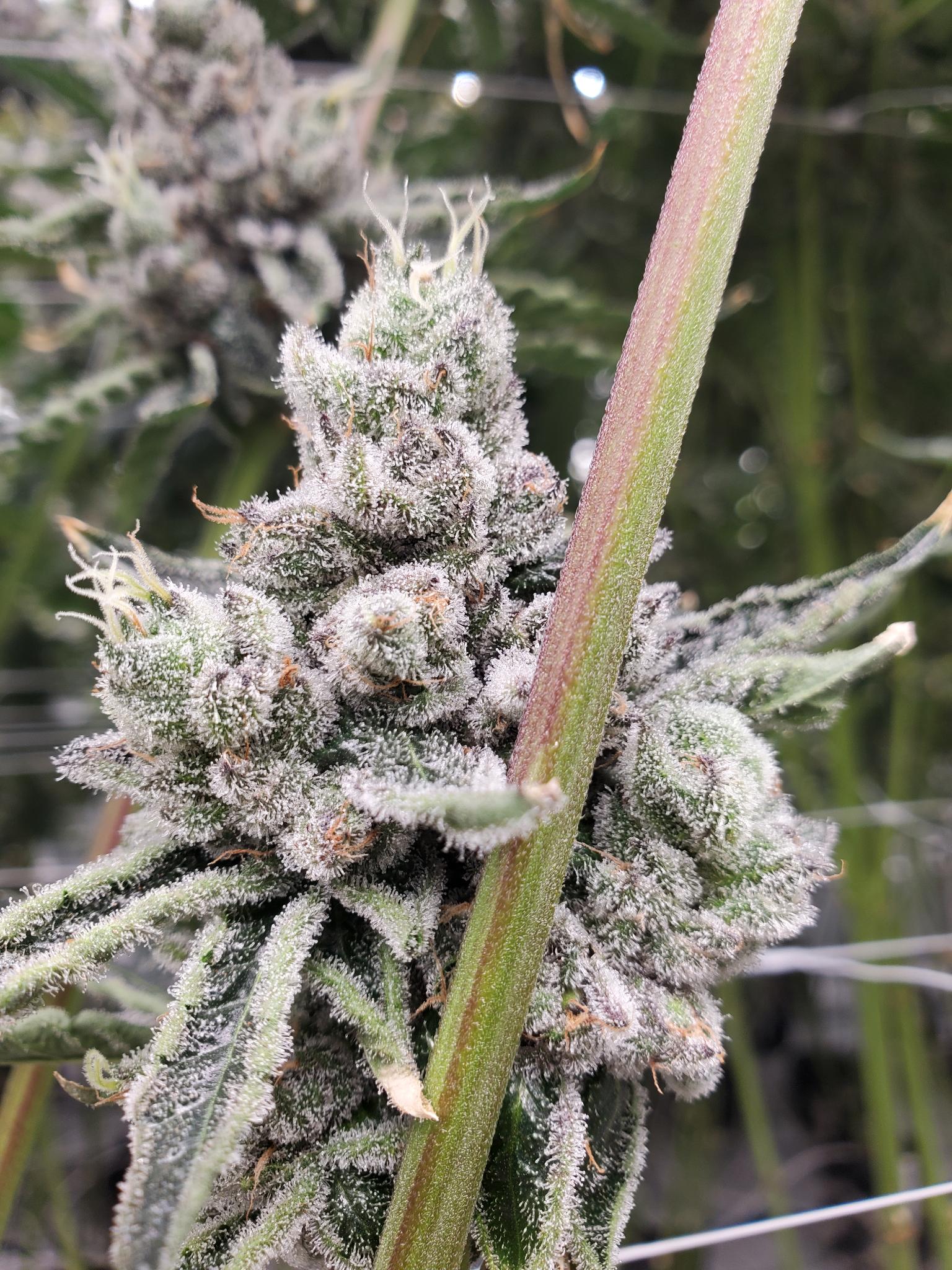 Dimond Rutz Diamond Runtz (Delta Diamonds x Runtz) - ABF Genetics