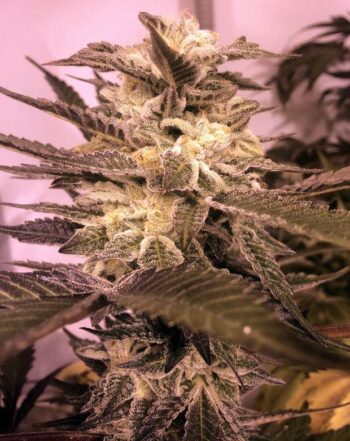 Lit 101 Plant in Flower