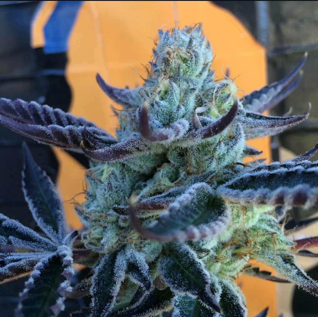 Fire Alien Kush Seeds